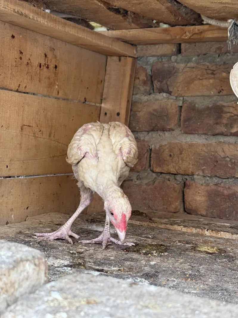 Heeray chozay. For sale acitve and healthy. Barish. Ki wja sa gandy hn — photo 9