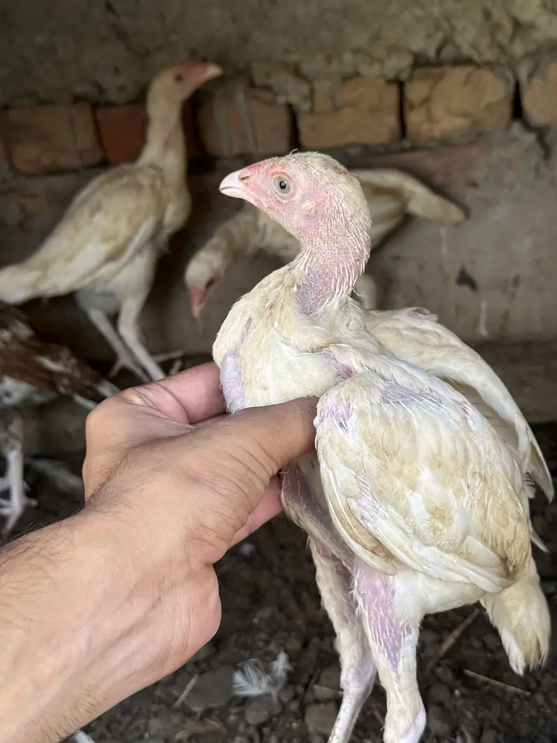 Heeray chozay. For sale acitve and healthy. Barish. Ki wja sa gandy hn — photo 10