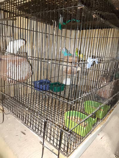 Australian red eyes 3 pair with add egg
