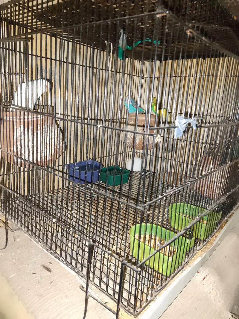 Australian red eyes 3 pair with add egg