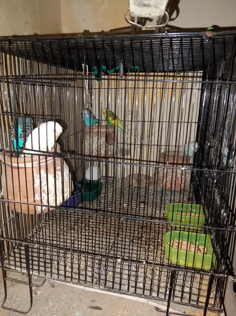 Australian red eyes 3 pair with add egg — photo 2