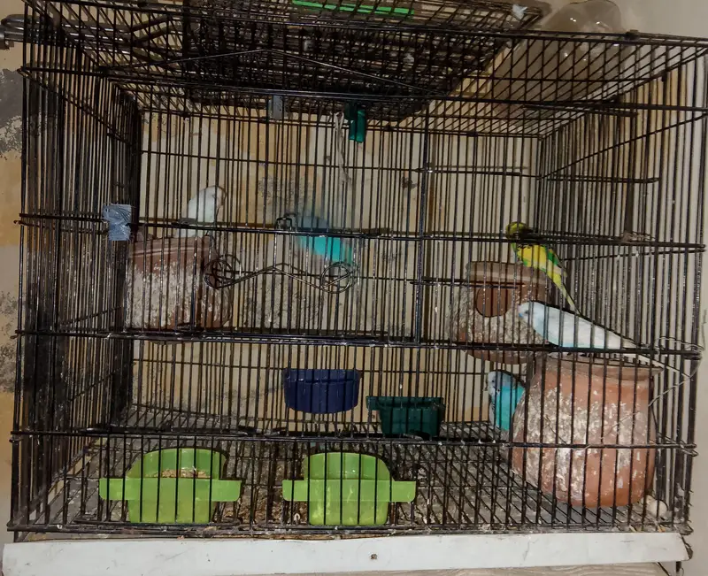 Australian red eyes 3 pair with add egg — photo 3