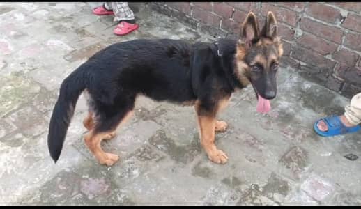 German shepherd female