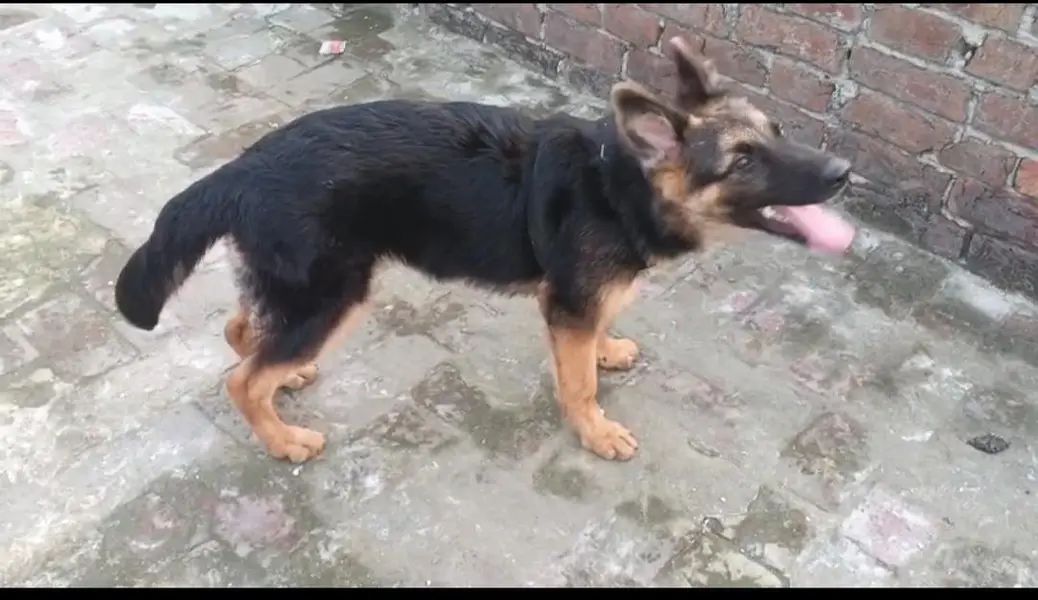 German shepherd female — photo 2