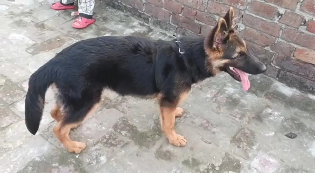 German shepherd female — photo 3