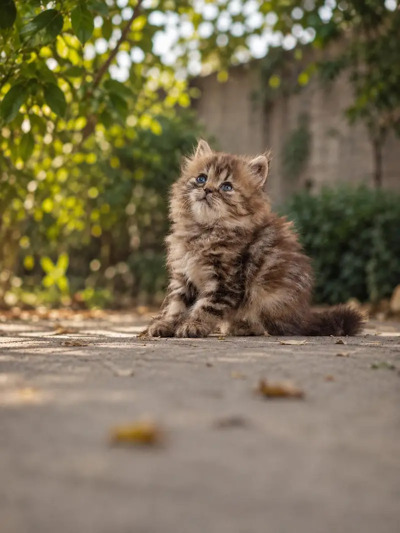 cats sale — photo 3