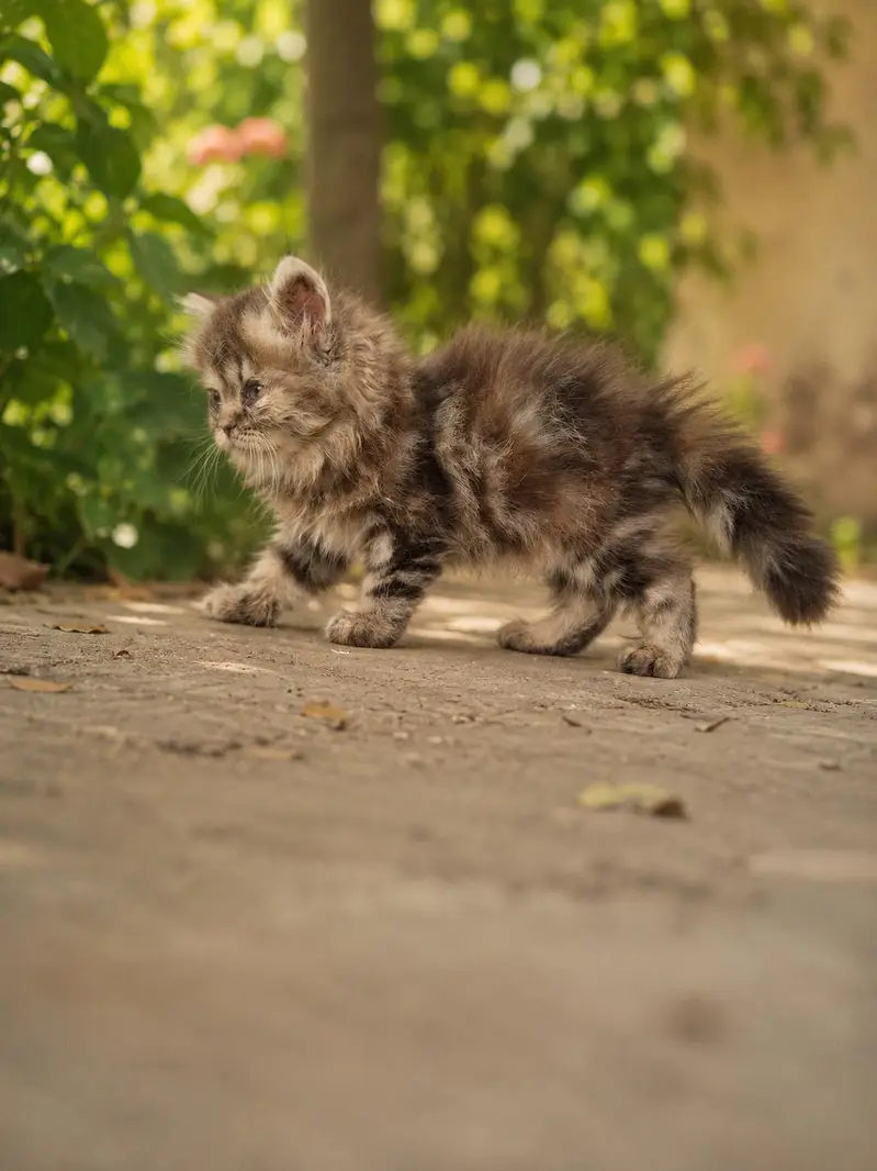 cats sale — photo 4