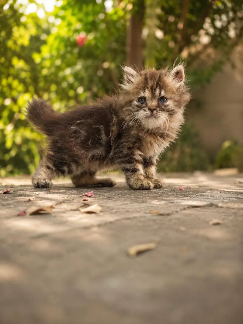 cats sale — photo 6