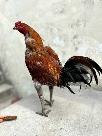 Aseel BURMI Thai Pakoye Penus
