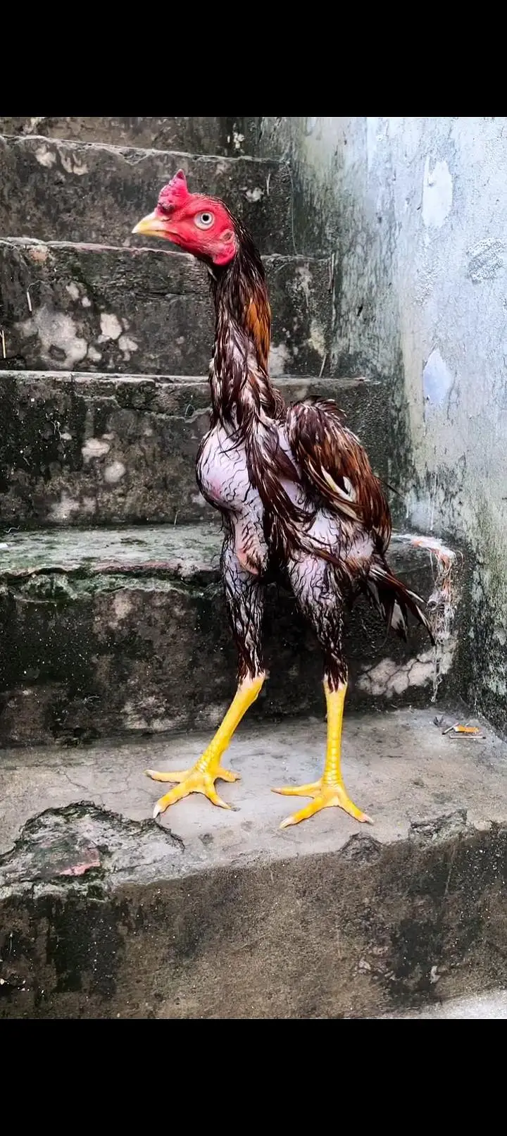 Aseel BURMI Thai Pakoye Penus — photo 6