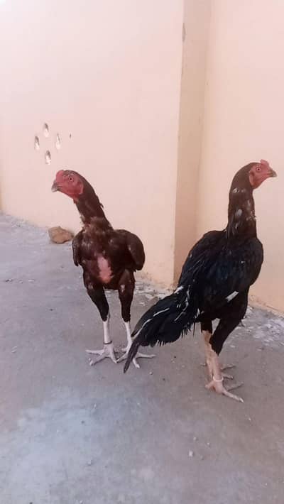 quality birds