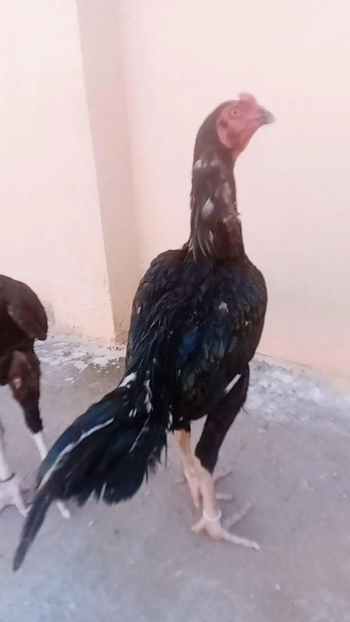 quality birds — photo 2