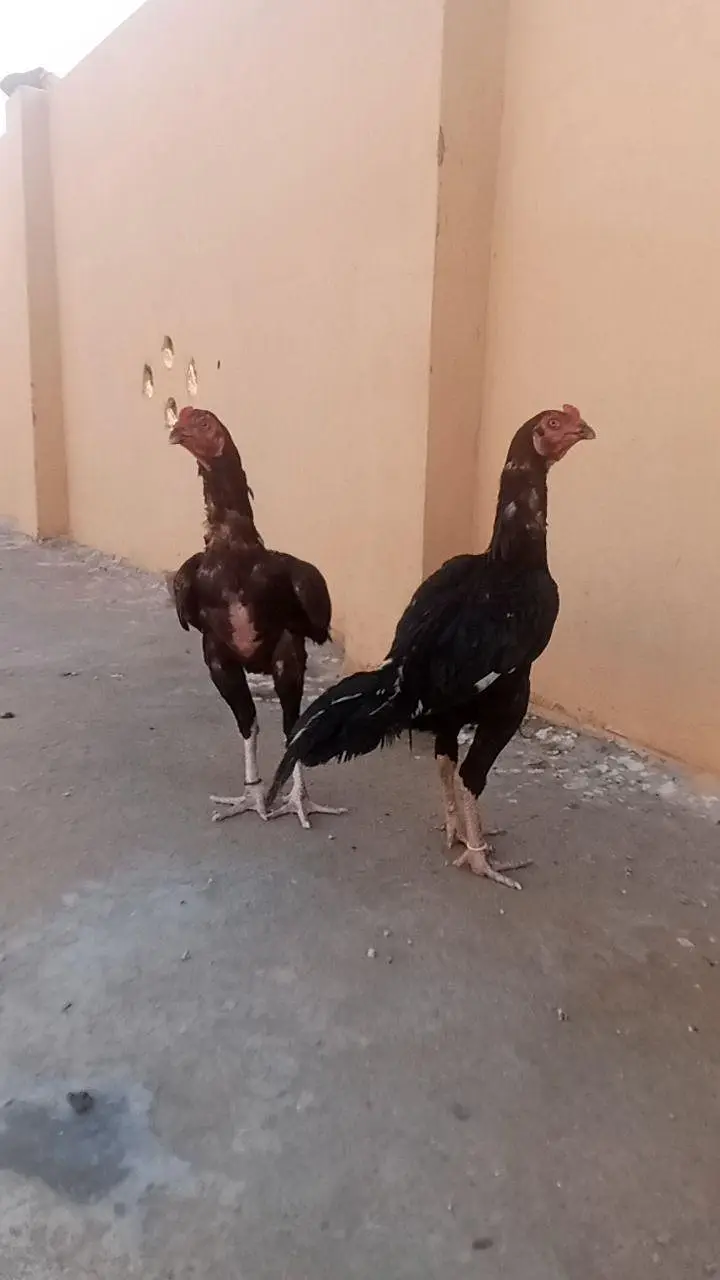 quality birds — photo 3