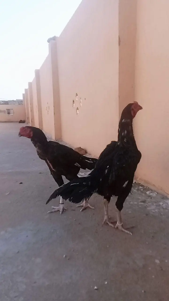quality birds — photo 4