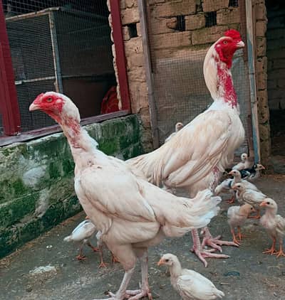 lasani/heera/white aseel chick's