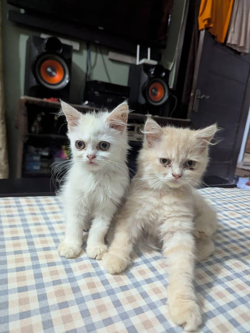 kitten 2