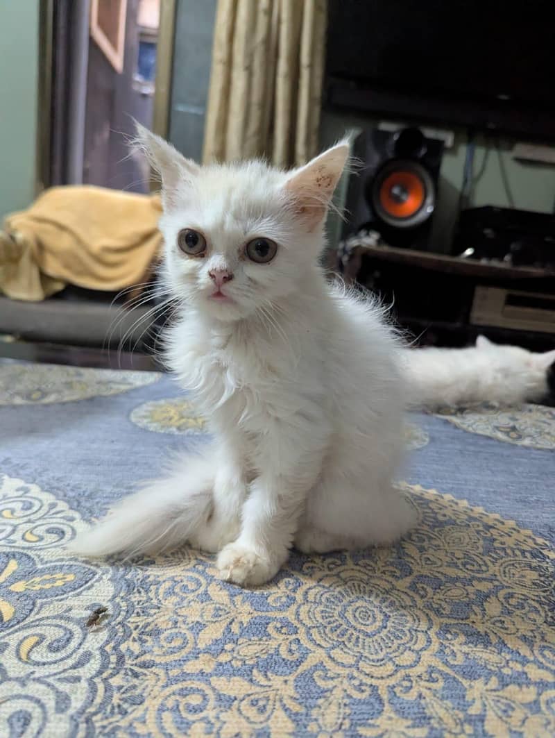 kitten 3