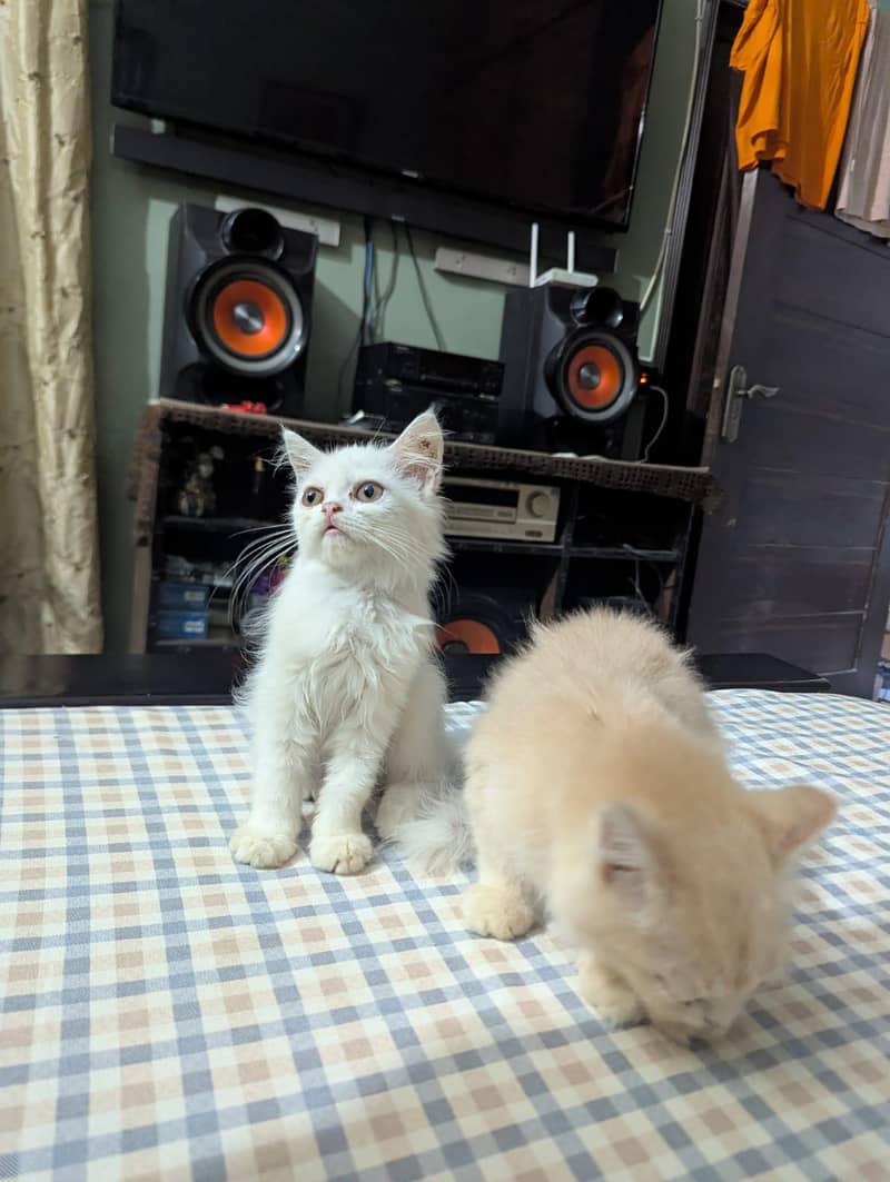 kitten 4