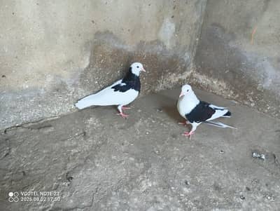 tokki breeder female