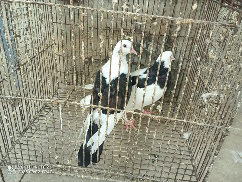 tokki breeder female — photo 2
