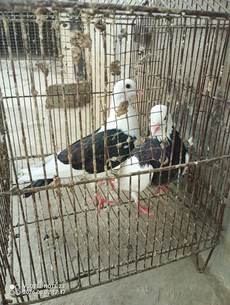 tokki breeder female — photo 4