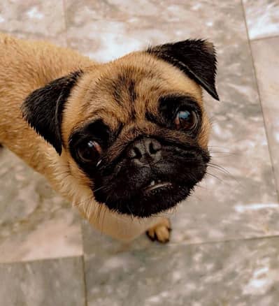 Beautiful female pug | For sale