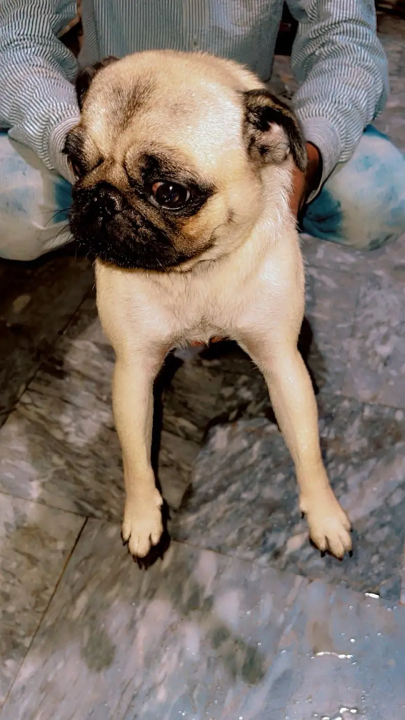 Beautiful female pug | For sale — photo 2