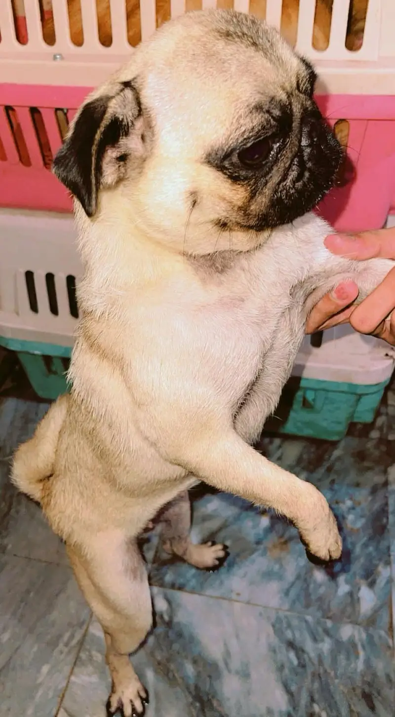Beautiful female pug | For sale — photo 3