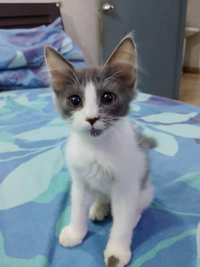 Cute Kittens for sale