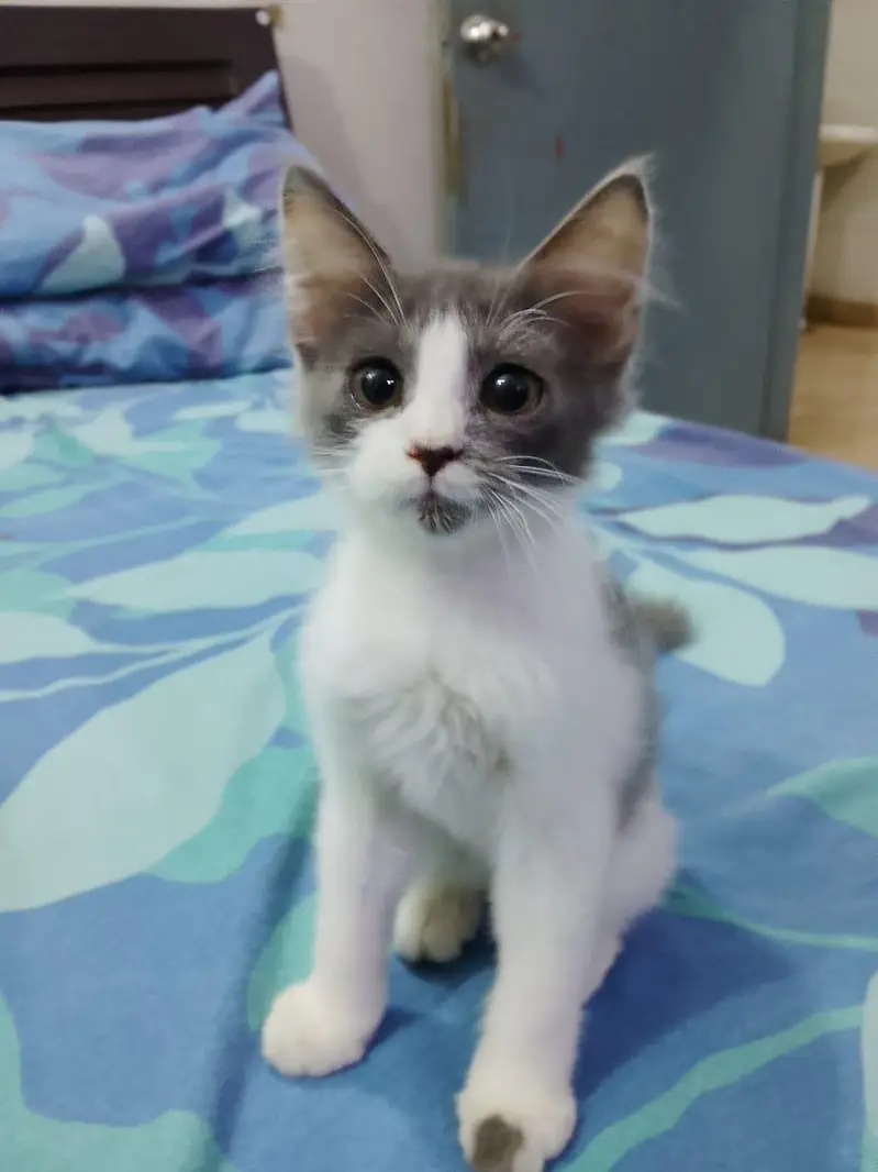 Cute Kittens for sale — photo 2