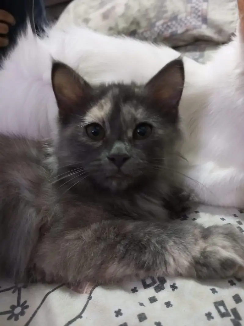 Cute Kittens for sale — photo 3