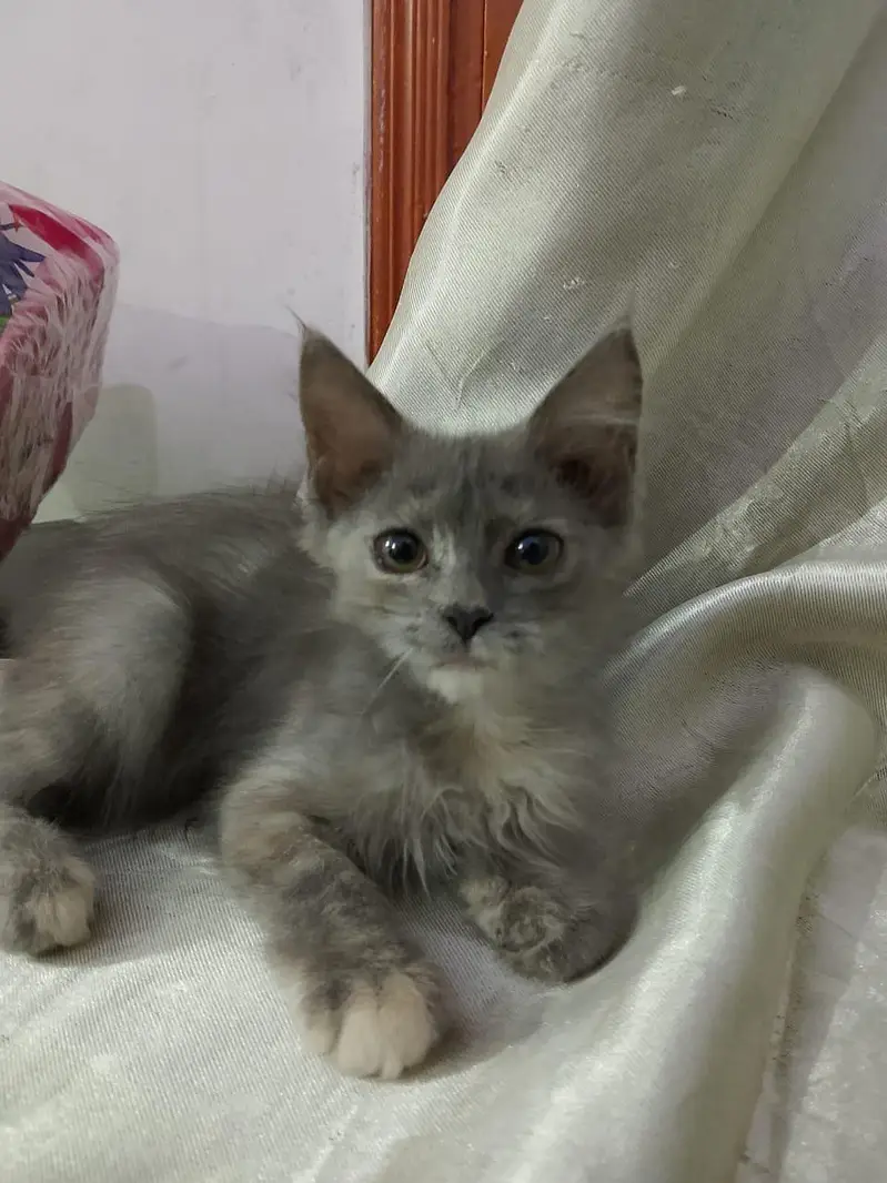 Cute Kittens for sale — photo 4