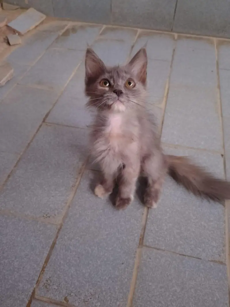 Cute Kittens for sale — photo 5