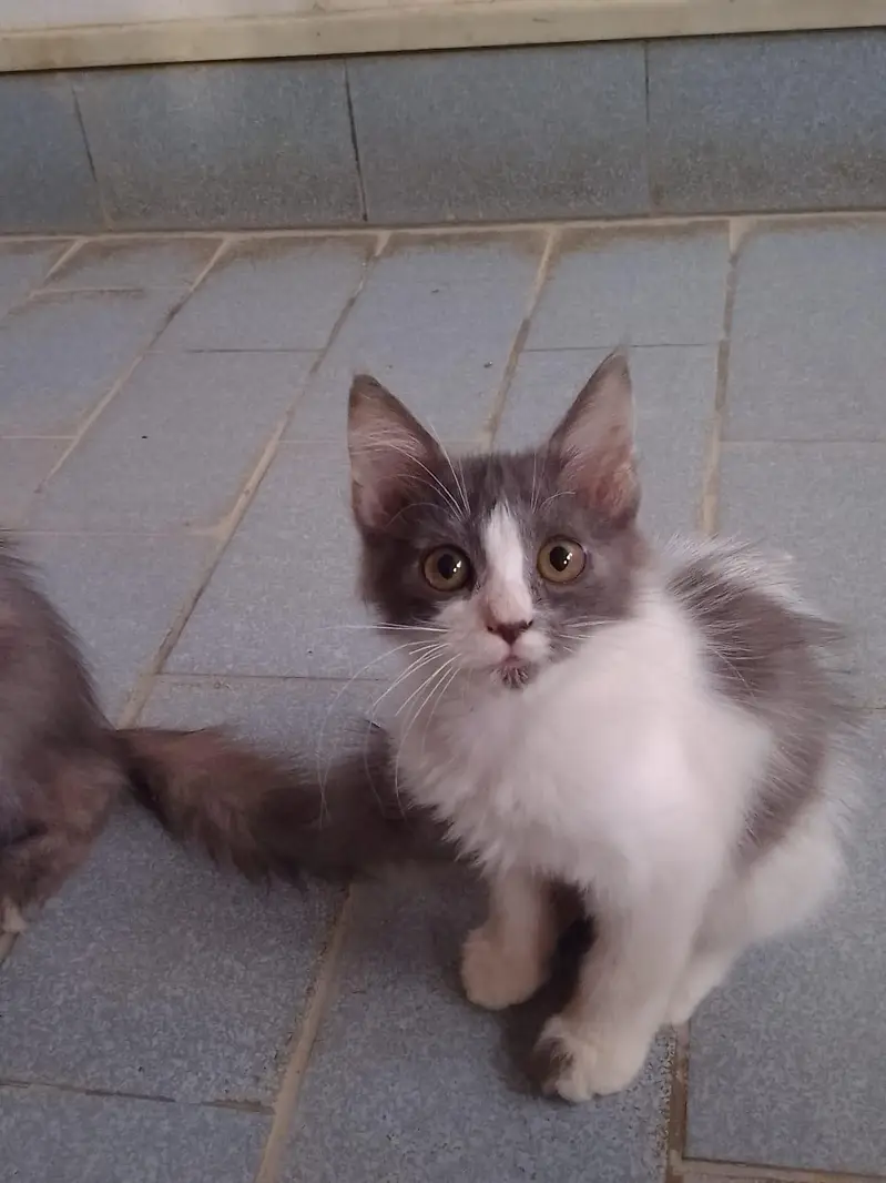 Cute Kittens for sale — photo 6