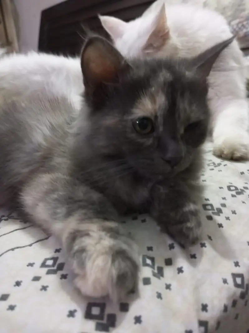 Cute Kittens for sale — photo 7