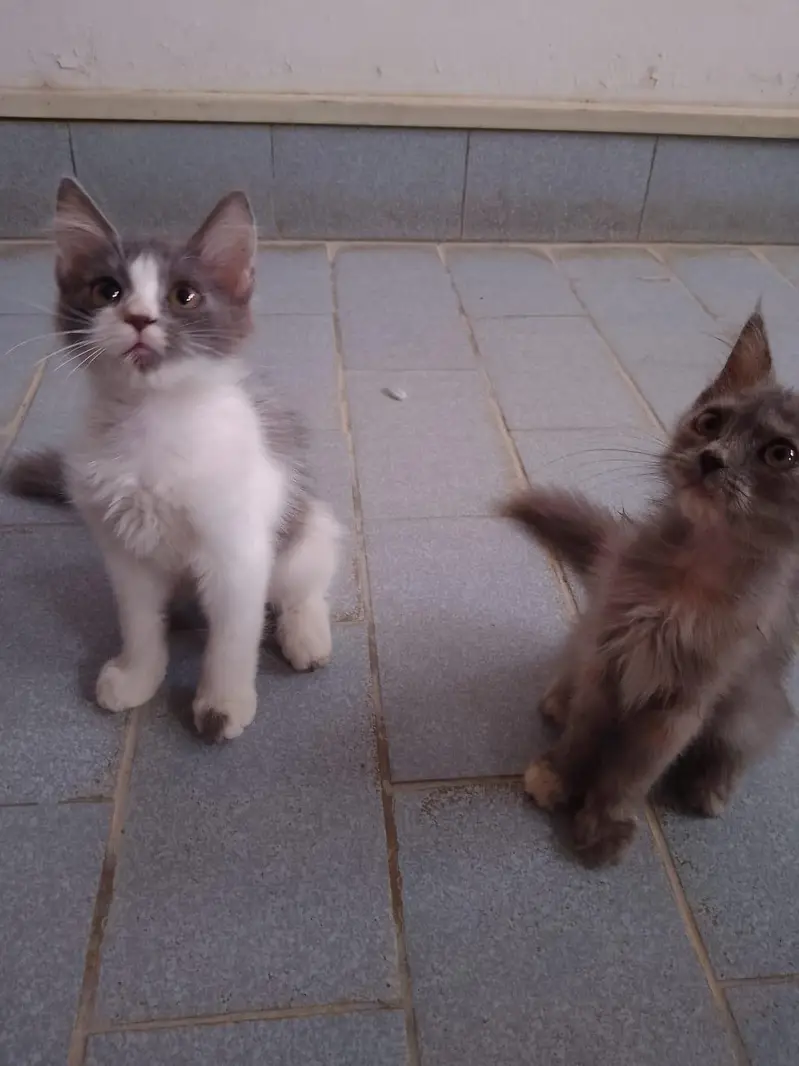 Cute Kittens for sale — photo 8