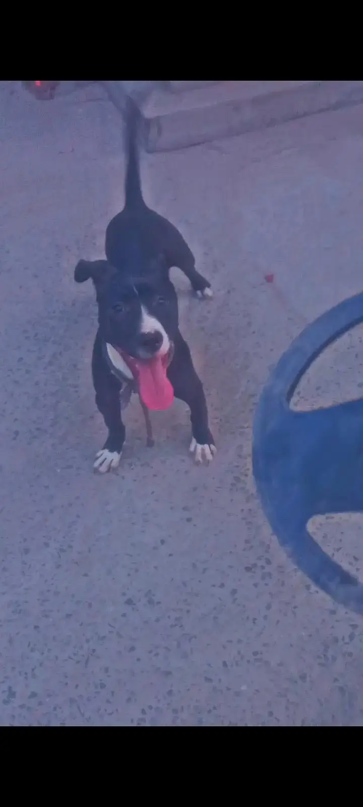 American pitbul female age 8 month fully trained — photo 2