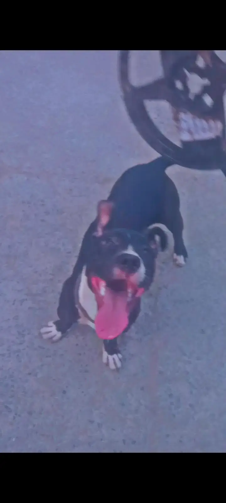 American pitbul female age 8 month fully trained — photo 3