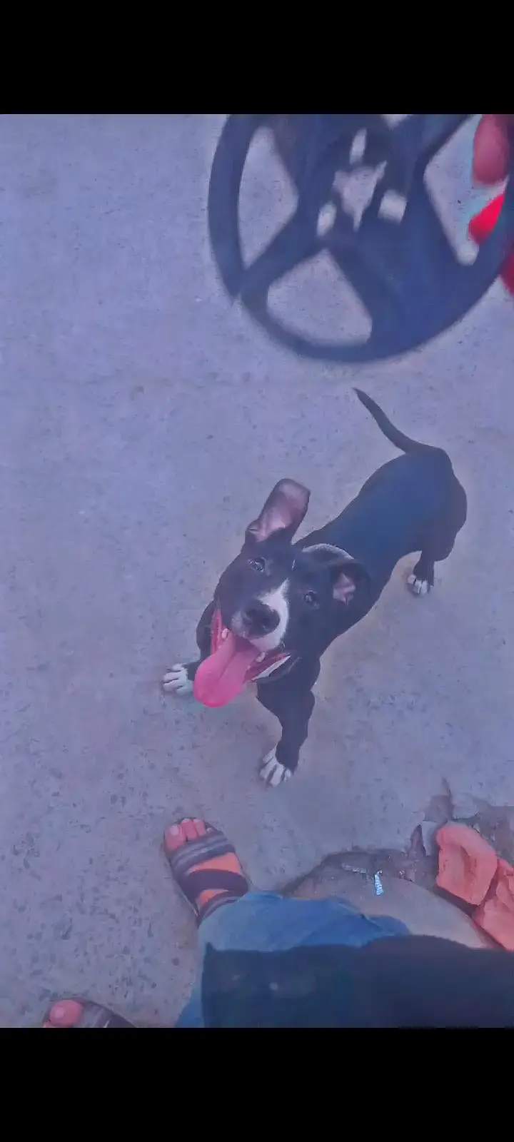 American pitbul female age 8 month fully trained — photo 4