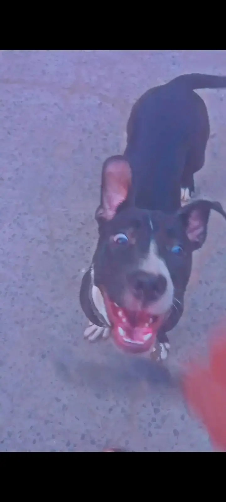 American pitbul female age 8 month fully trained — photo 5