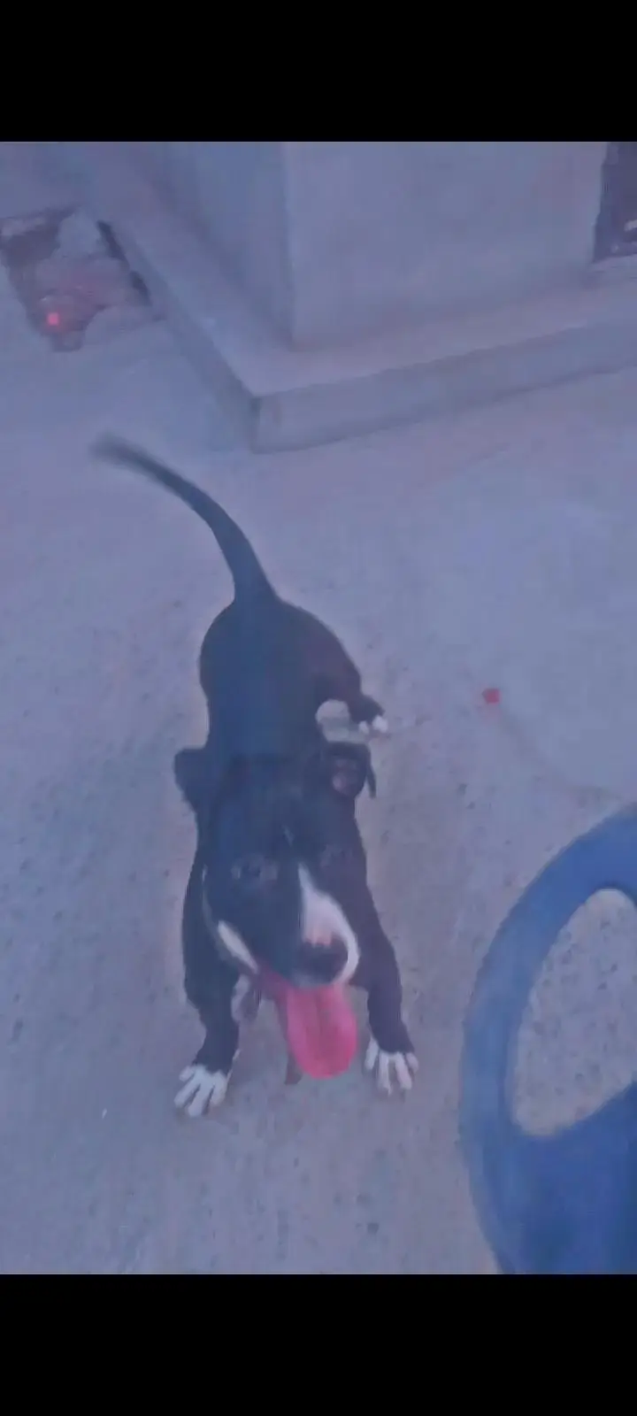 American pitbul female age 8 month fully trained — photo 6