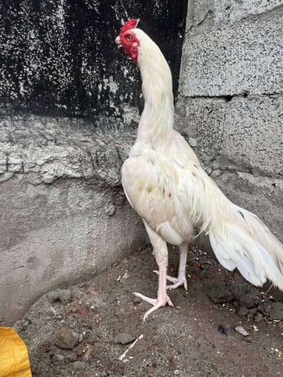 White Aseel