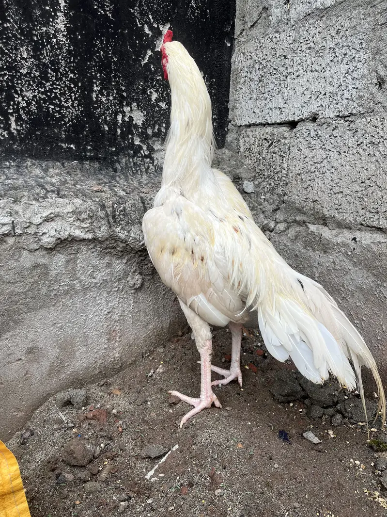 White Aseel — photo 2