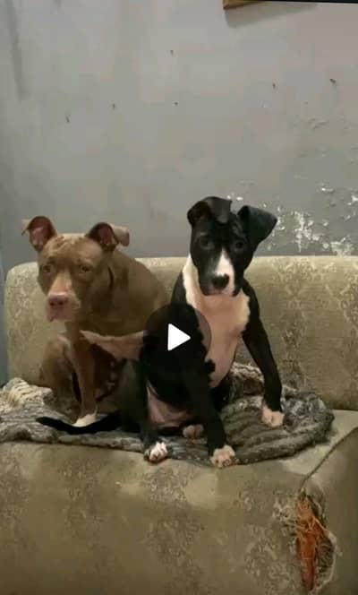 American pitbul female age 8 month fully trained