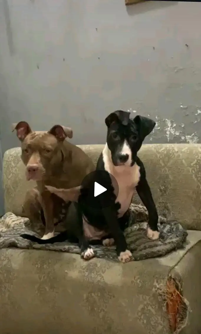 American pitbul female age 8 month fully trained