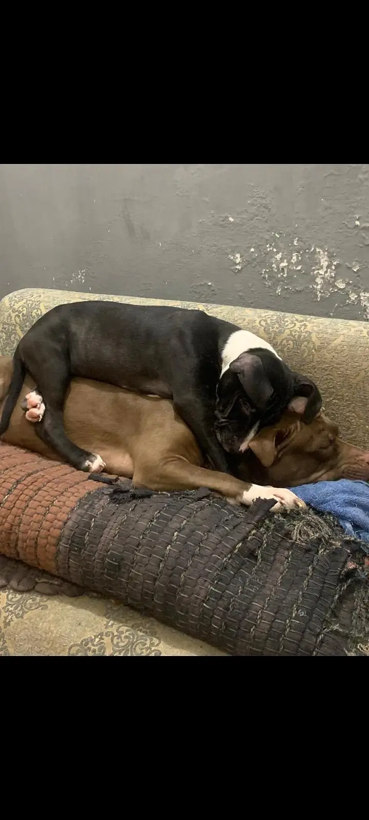 American pitbul female age 8 month fully trained — photo 7