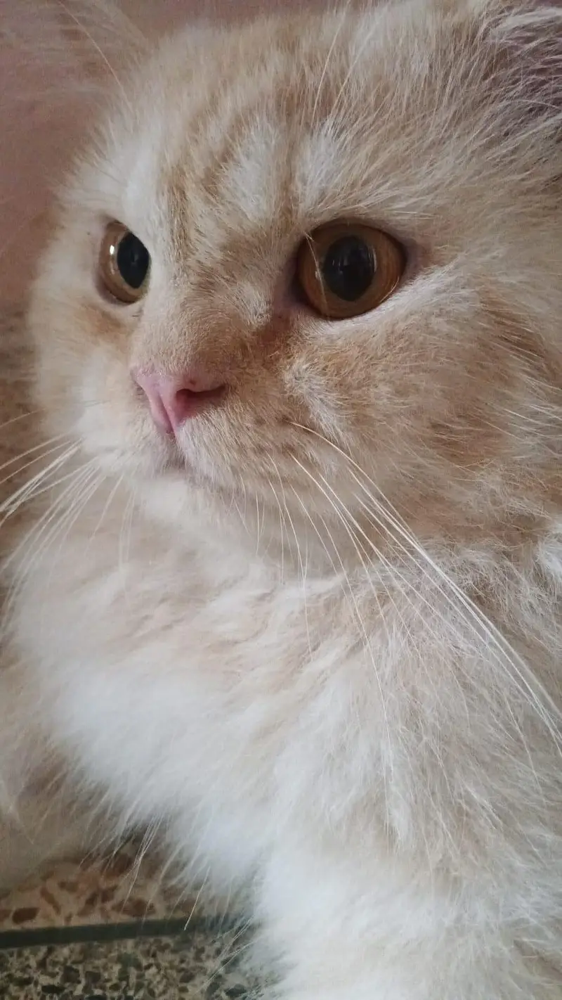 adult cat 1 Year age