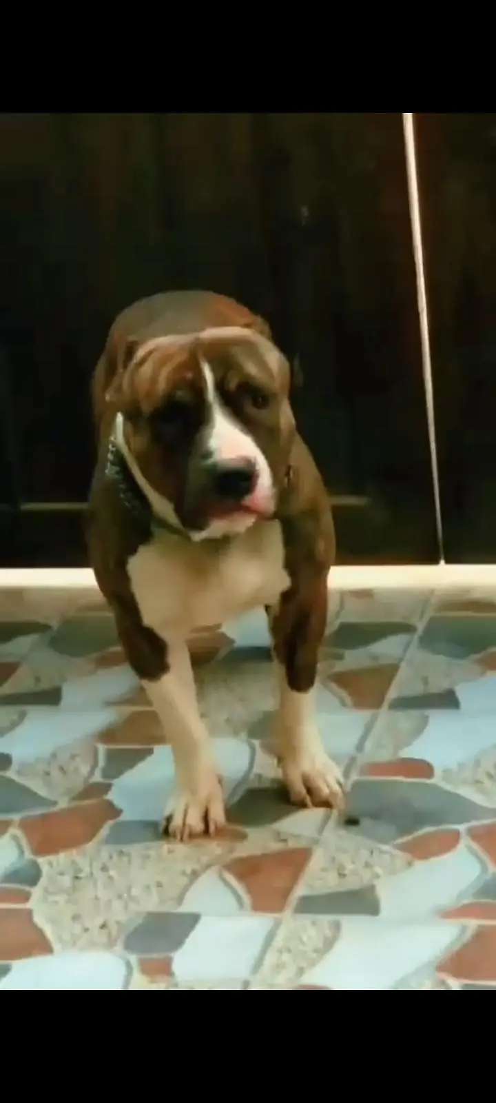 American pitbul female age 8 month fully trained — photo 8