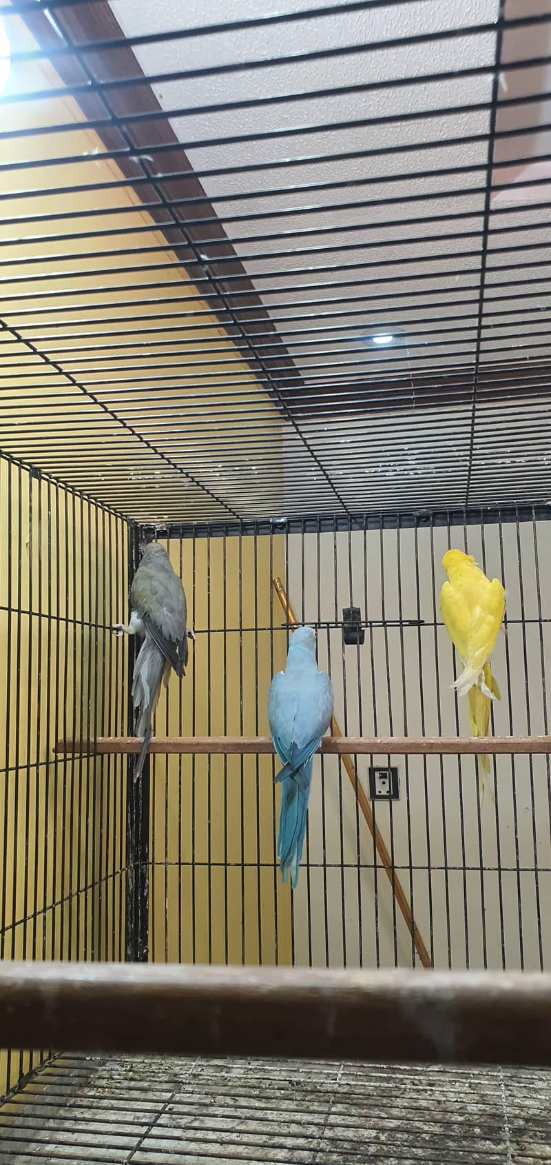 confirm breader pair 0