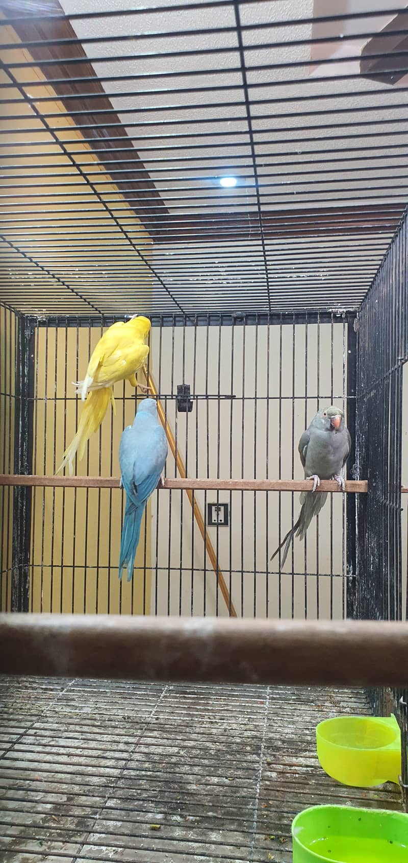 confirm breader pair 1